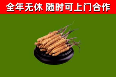 松潘烟酒回收冬虫夏草.jpg