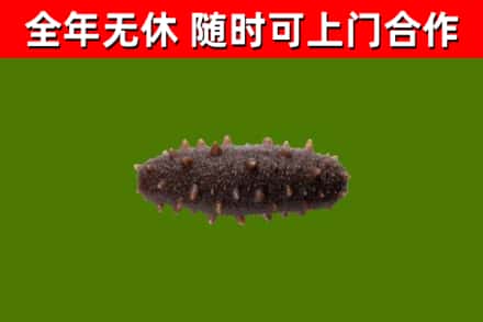 松潘烟酒回收干海参.jpg